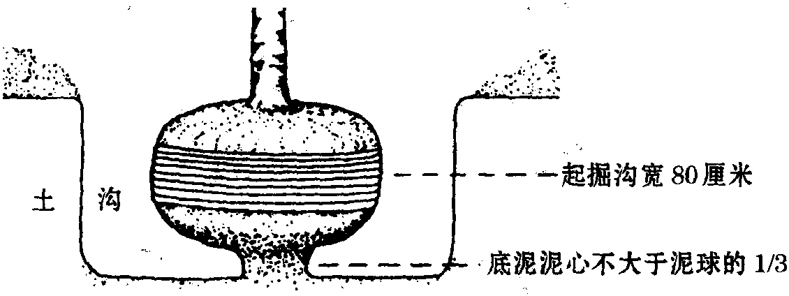 大樹移栽技術(shù)